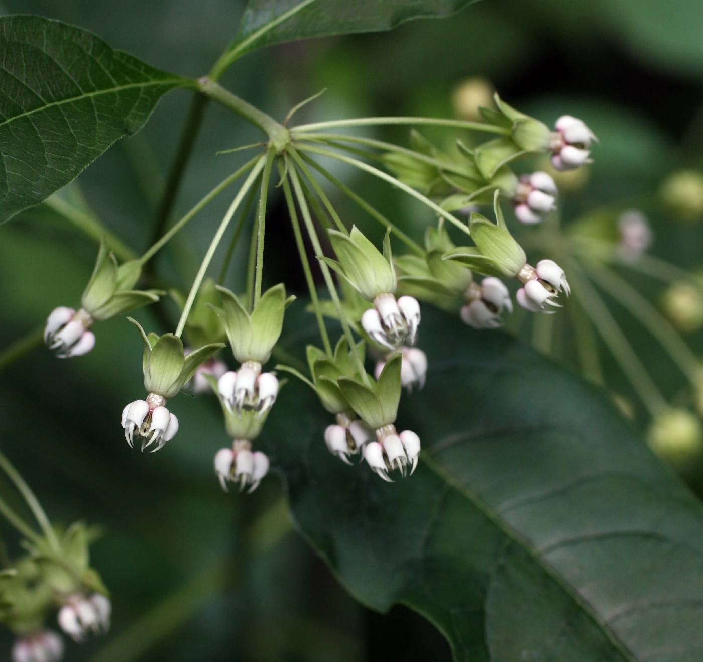 Asclepias exaltata image