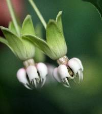 Asclepias exaltata image