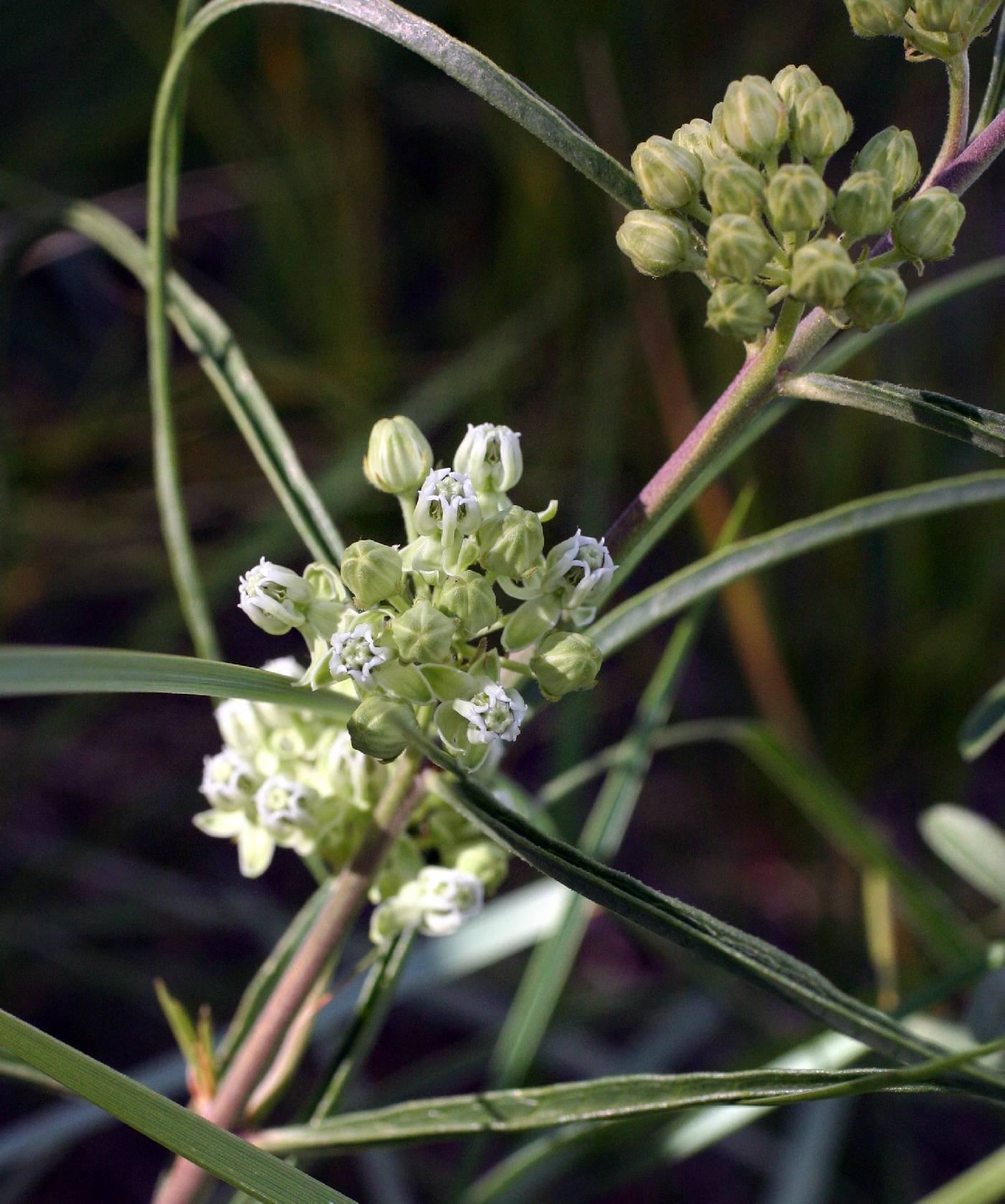 Asclepias stenophylla image