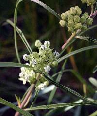 Image of Asclepias stenophylla