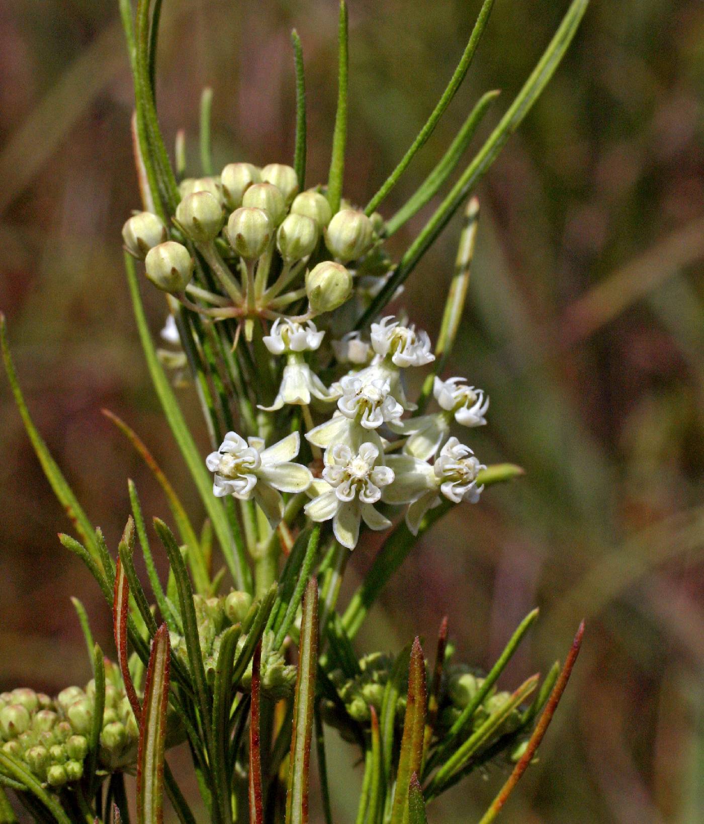 Asclepias verticillata image