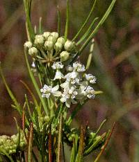 Image of Asclepias verticillata