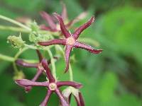 Matelea obliqua image