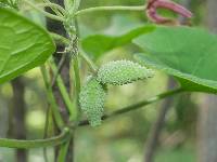 Matelea obliqua image