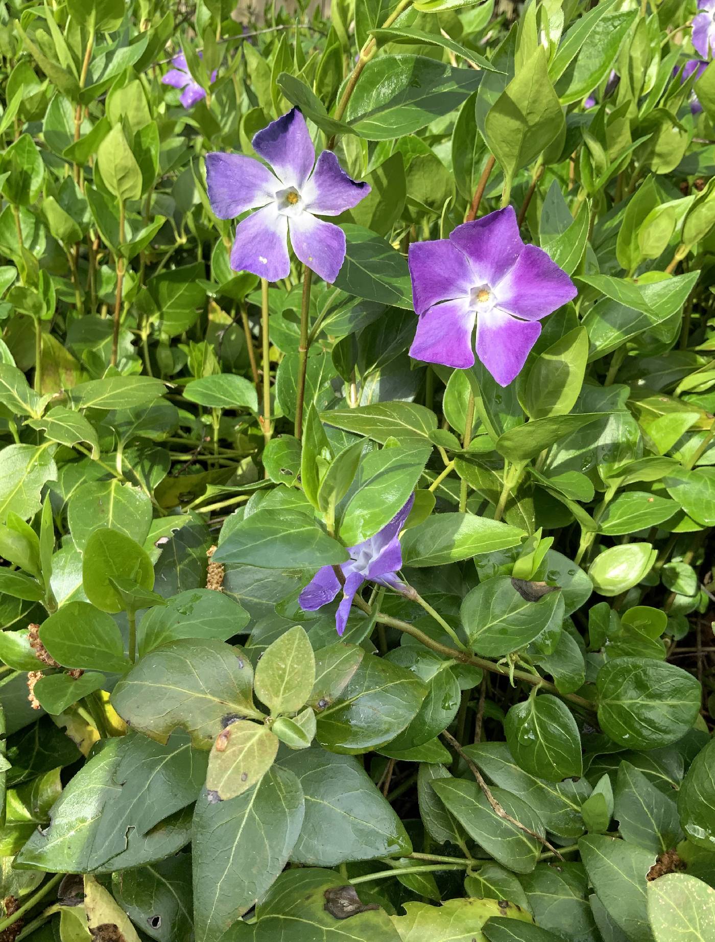Vinca major image