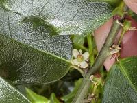 Ilex aquifolium image