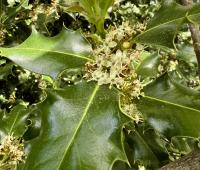 Ilex aquifolium image