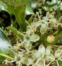 Ilex aquifolium image