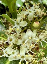 Ilex aquifolium image