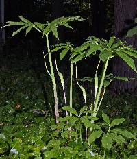 Image of Arisaema dracontium