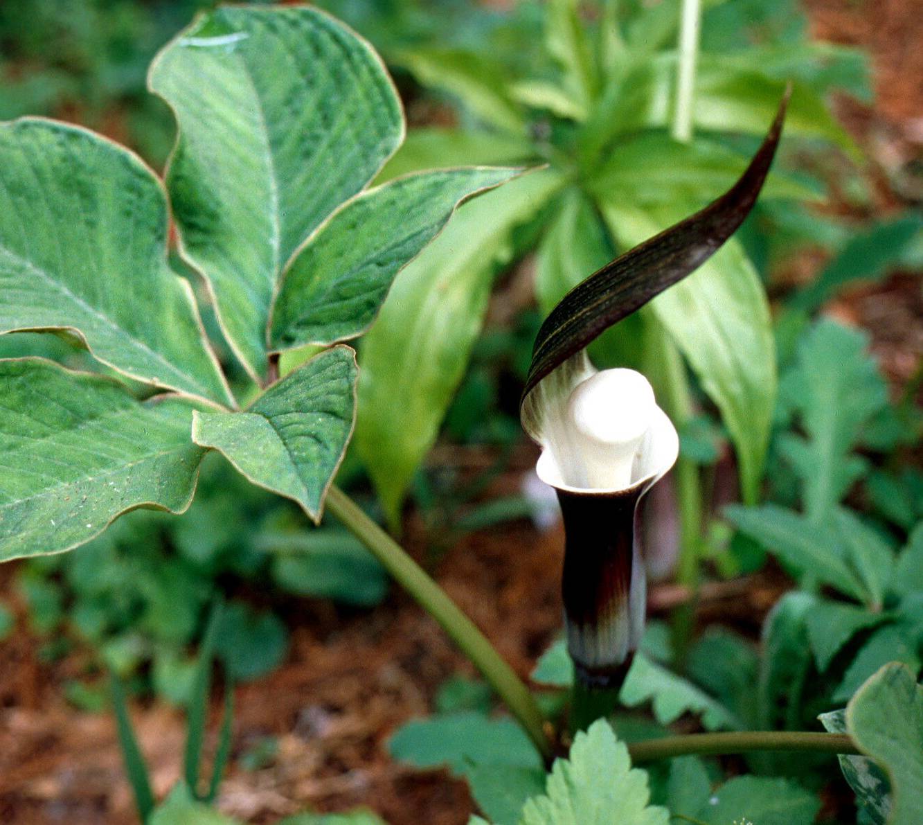 Arisaema sikokianum image