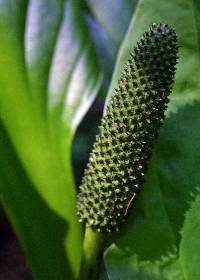 Lysichiton americanus image