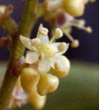 Schefflera arboricola image