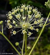 Aralia hispida image