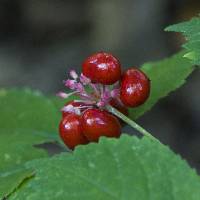 Panax quinquefolius image