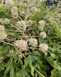 Image of Fatsia japonica