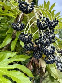 Fatsia japonica image