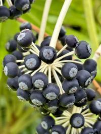 Fatsia japonica image