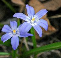 Media resource of Scilla luciliae