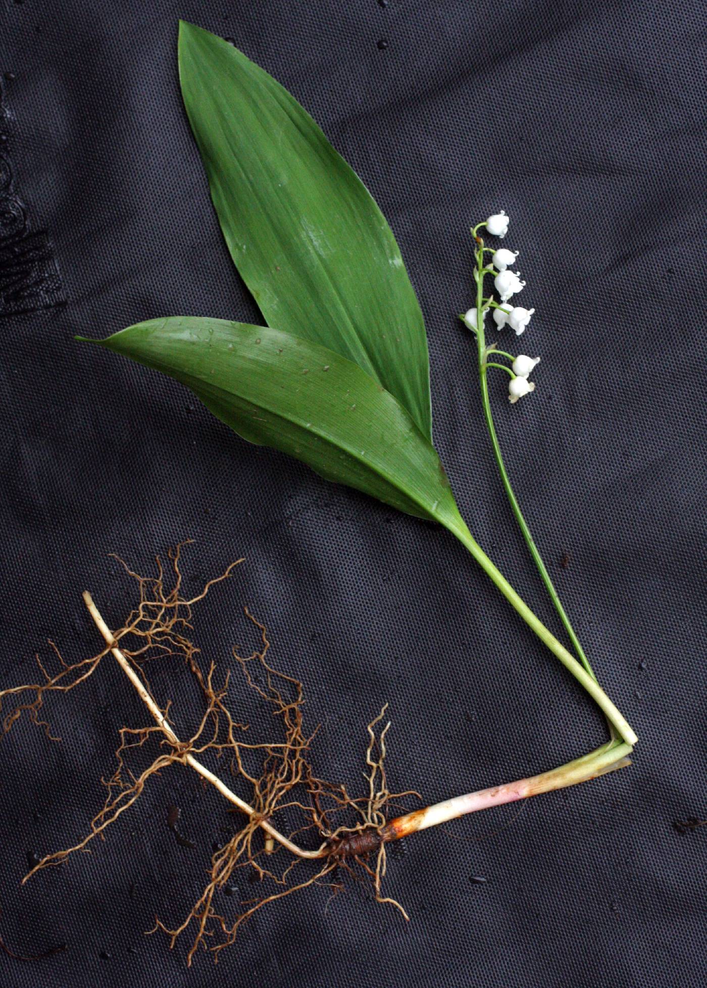 Convallaria majalis image