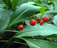 Convallaria majalis image