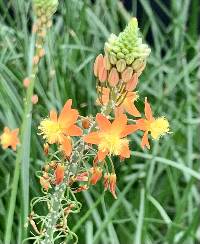 Bulbine frutescens image