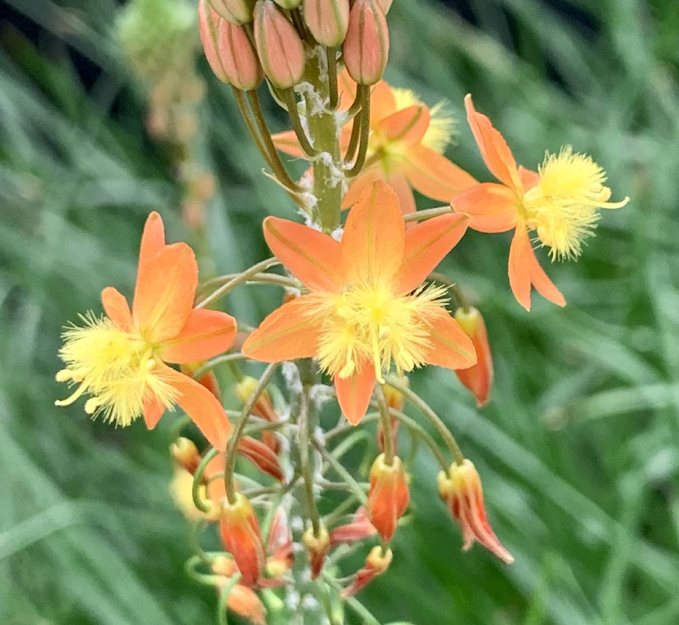 Bulbine frutescens image