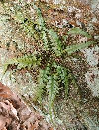 Image of Asplenium pinnatifidum