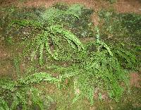 Asplenium trichomanes image