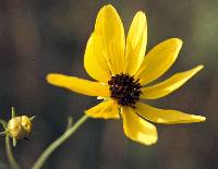 Coreopsis tripteris image