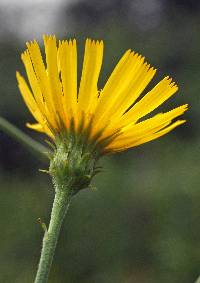 Image of Hieracium umbellatum