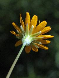 Krigia biflora image