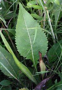 Parthenium integrifolium image