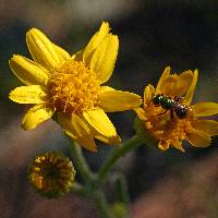 Image of Senecio canus