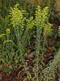 Image of Solidago nemoralis