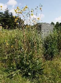 Image of Helianthus occidentalis