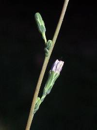 Image of Lactuca saligna