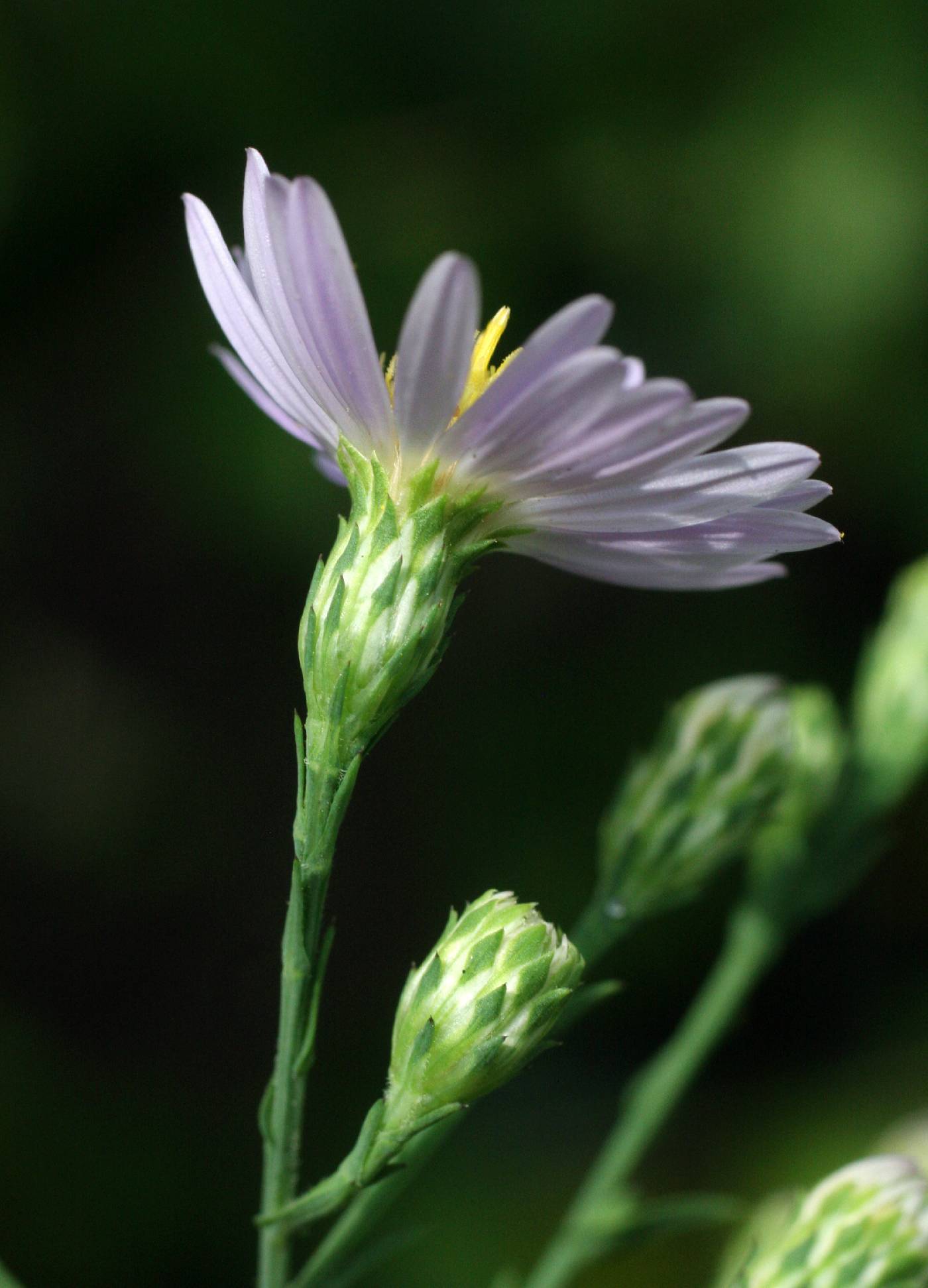 Symphyotrichum laeve var. laeve image