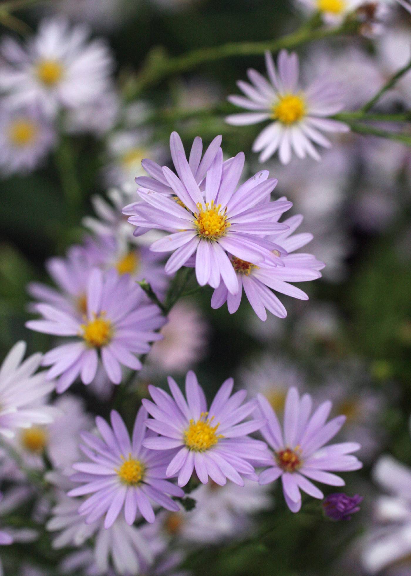 Symphyotrichum oolentangiense image