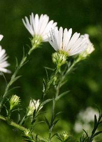 Symphyotrichum pilosum image