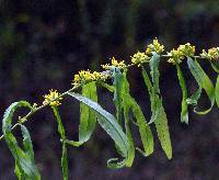 Solidago caesia image