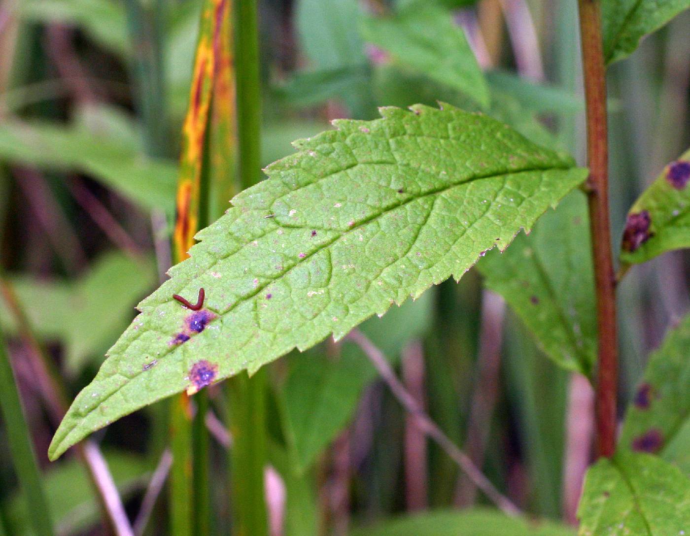 Solidago rugosa var. rugosa image