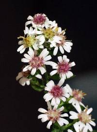 Image of Aster lateriflorus