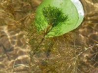 Bidens beckii image