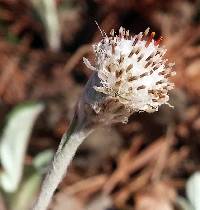 Image of Antennaria solitaria