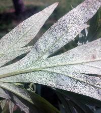 Artemisia vulgaris image