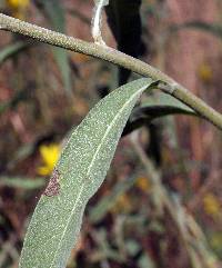 Helianthus maximiliani image