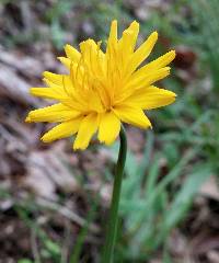 Krigia dandelion image