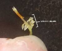 Symphyotrichum ontarionis image
