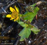 Bidens beckii image